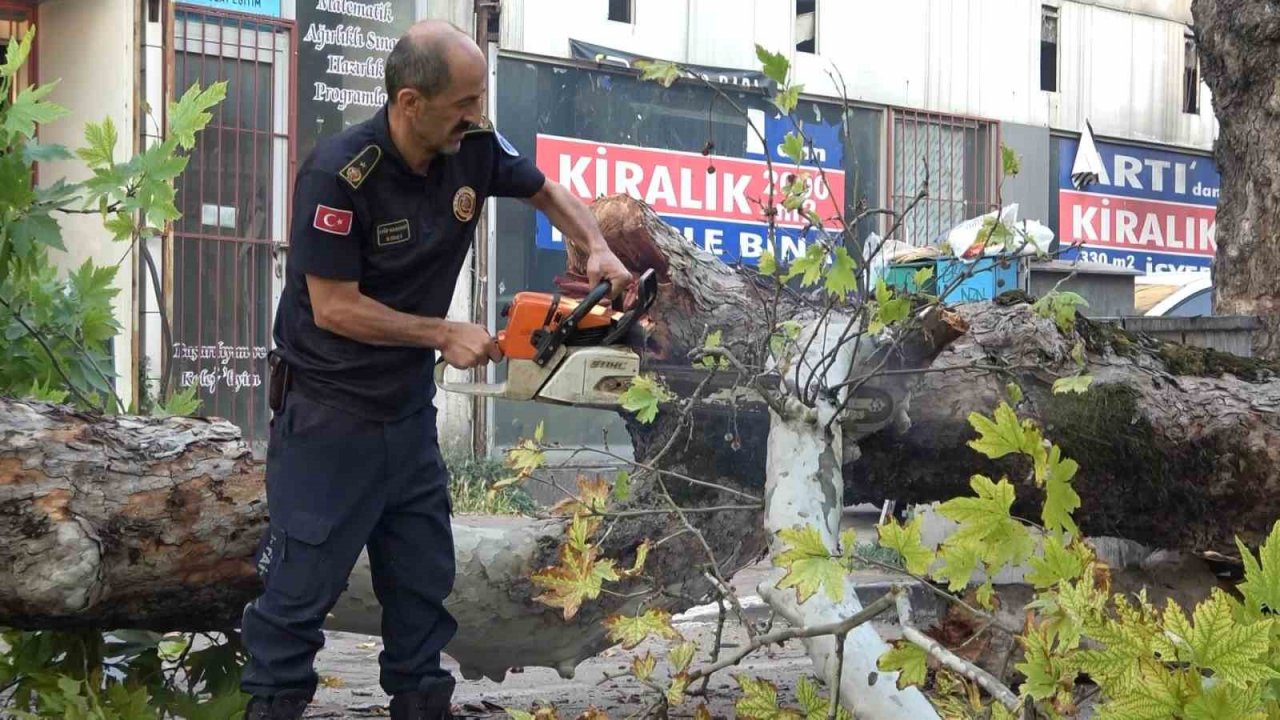 Bursa’da kökleri çürüyen asırlık çınar ağacı devrildi