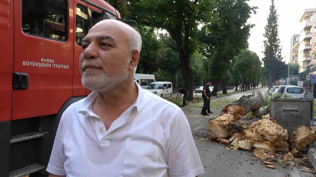 Bursa’da kökleri çürüyen asırlık çınar ağacı devrildi