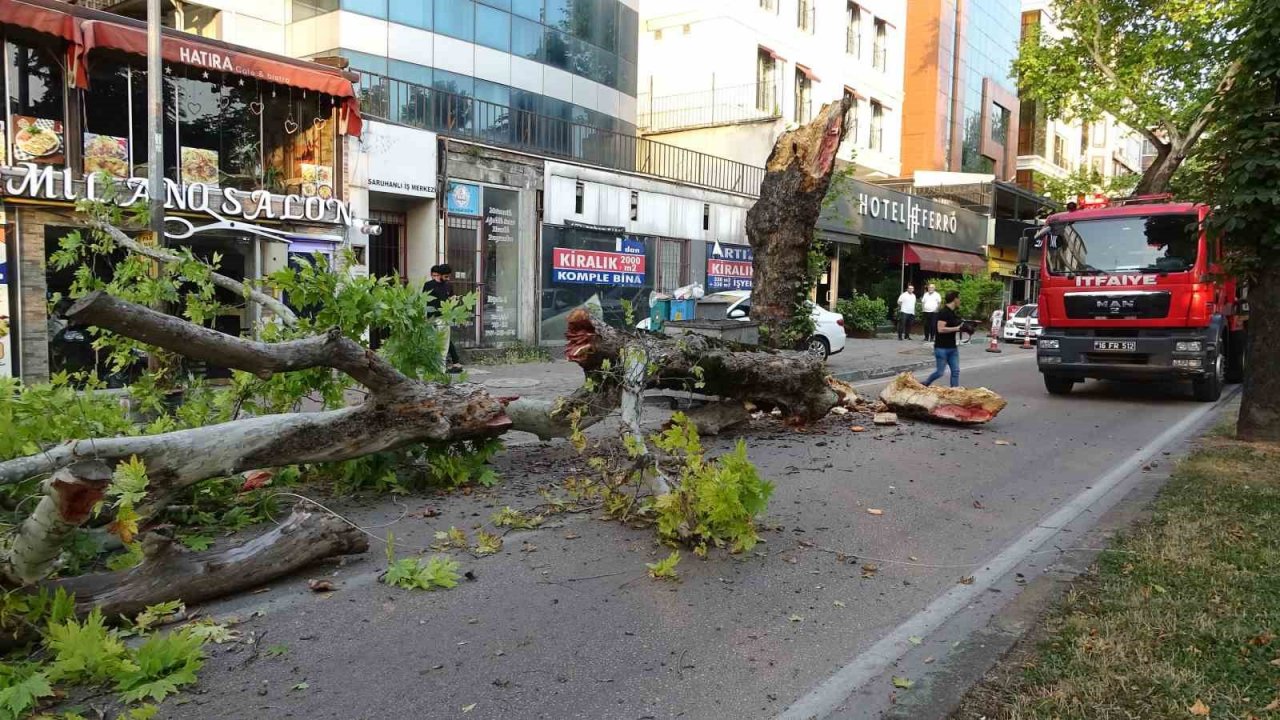 Bursa’da kökleri çürüyen asırlık çınar ağacı devrildi