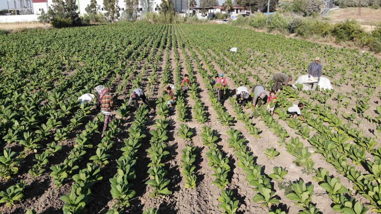Enkaz kentte tütündeki verimlilik çiftçiyi mutlu etti