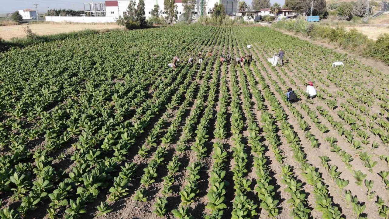 Enkaz kentte tütündeki verimlilik çiftçiyi mutlu etti