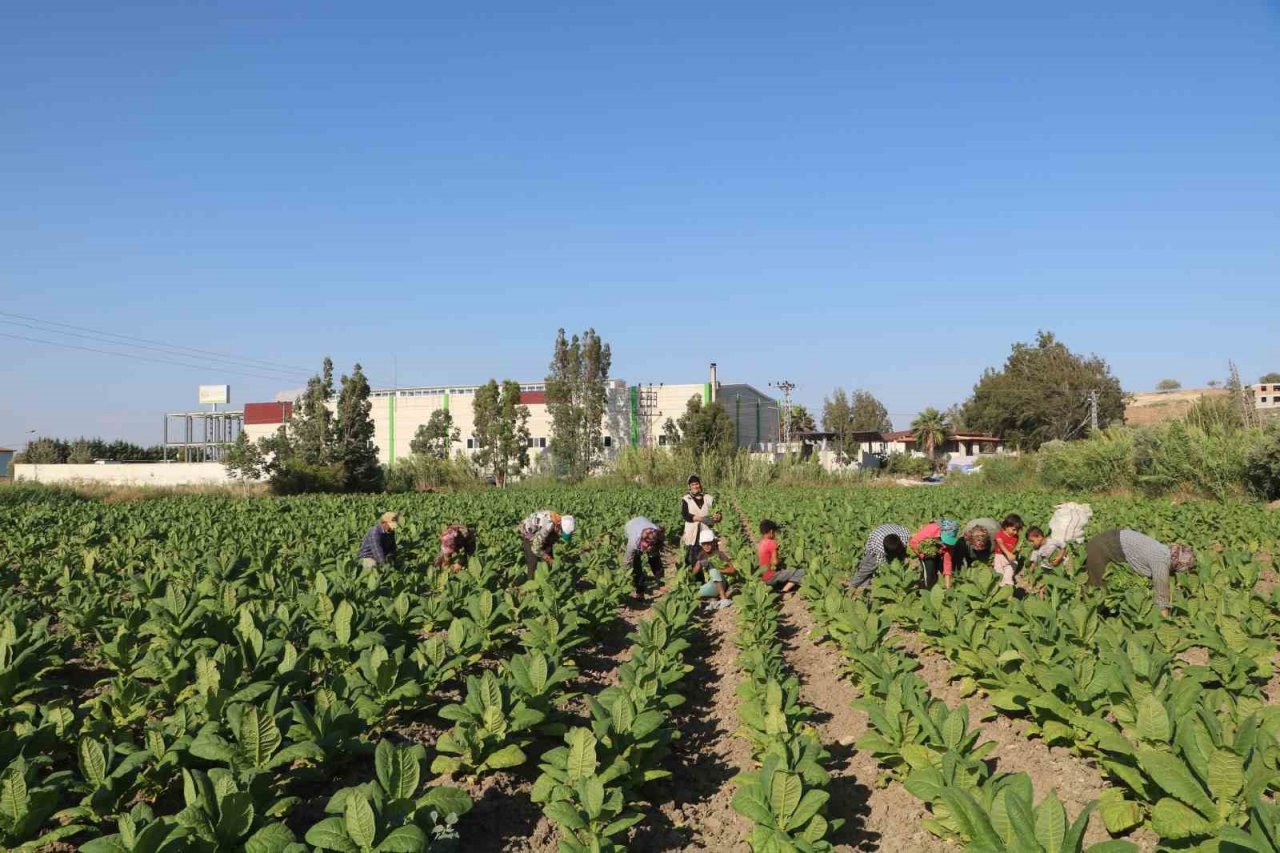 Enkaz kentte tütündeki verimlilik çiftçiyi mutlu etti