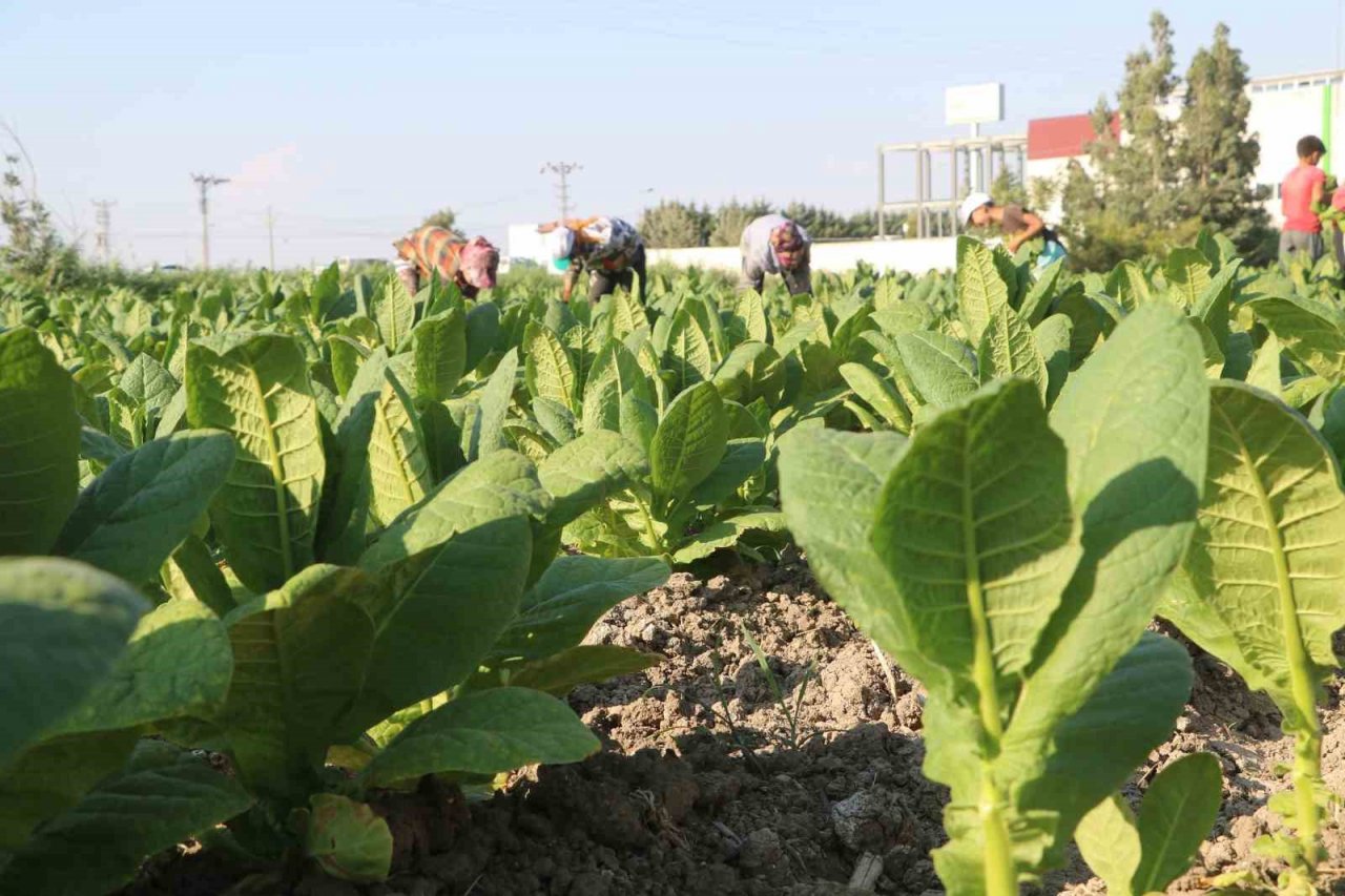 Enkaz kentte tütündeki verimlilik çiftçiyi mutlu etti