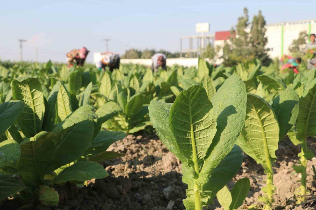 Enkaz kentte tütündeki verimlilik çiftçiyi mutlu etti