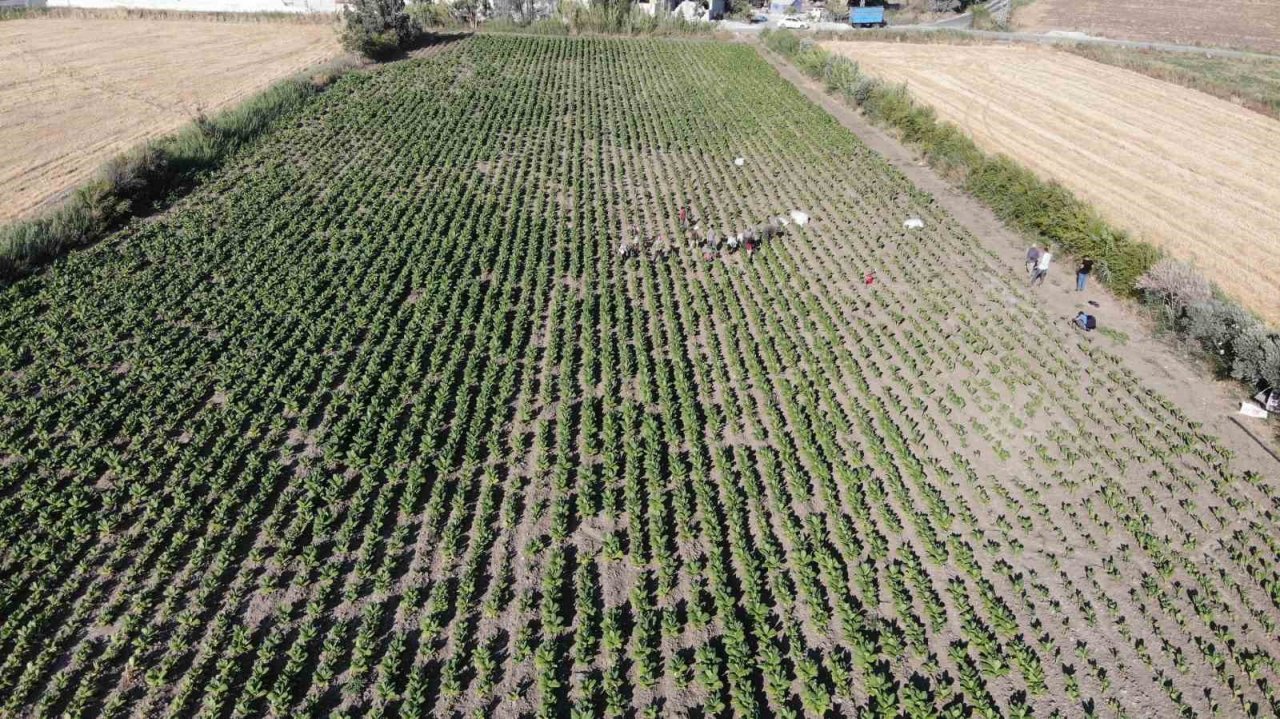 Enkaz kentte tütündeki verimlilik çiftçiyi mutlu etti