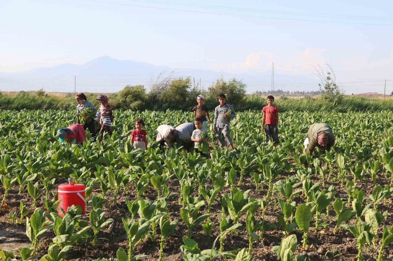 Enkaz kentte tütündeki verimlilik çiftçiyi mutlu etti