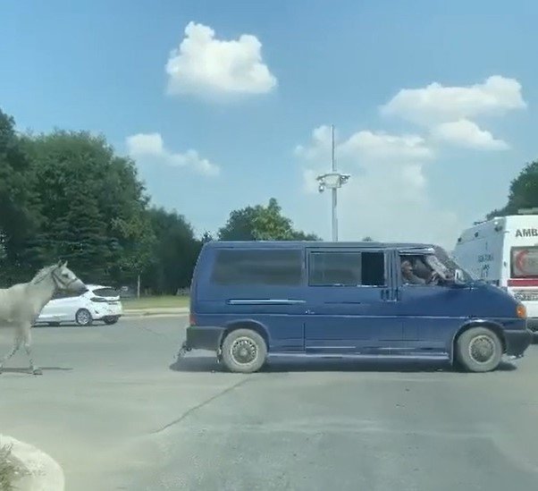 40 derecede atı aracın arkasına bağlayıp koşturdular