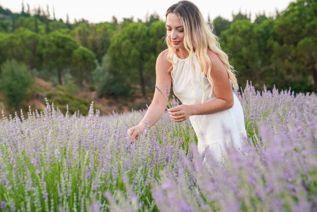 Seferihisar’da lavanta hasadı şenlikle başlıyor