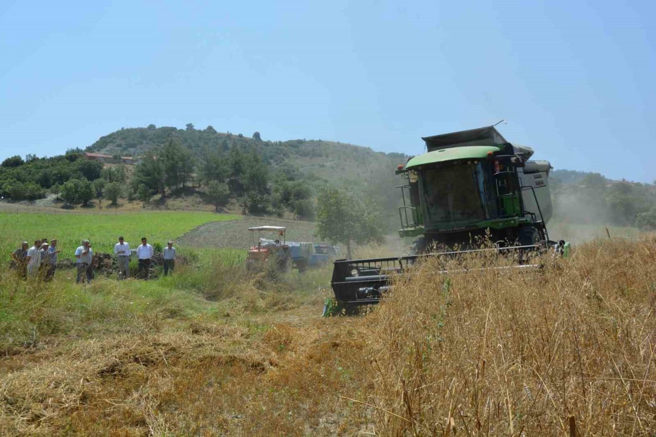 Selendi’de arpa ve buğday hasadı başladı