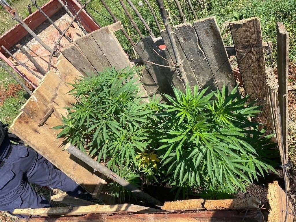 Sinop’ta yasa dışı kenevir ekimi: 1 gözaltı