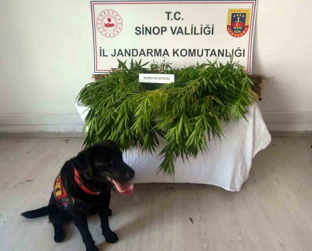 Sinop’ta yasa dışı kenevir ekimi: 1 gözaltı