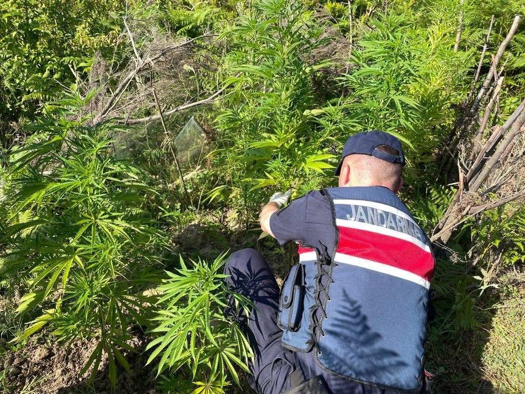 Sinop’ta yasa dışı kenevir ekimi: 1 gözaltı