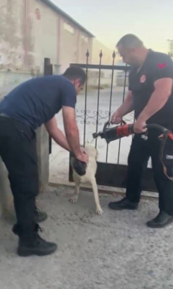 Sivas’ta demir kapının parmaklıklarına sıkışan köpek böyle kurtarıldı