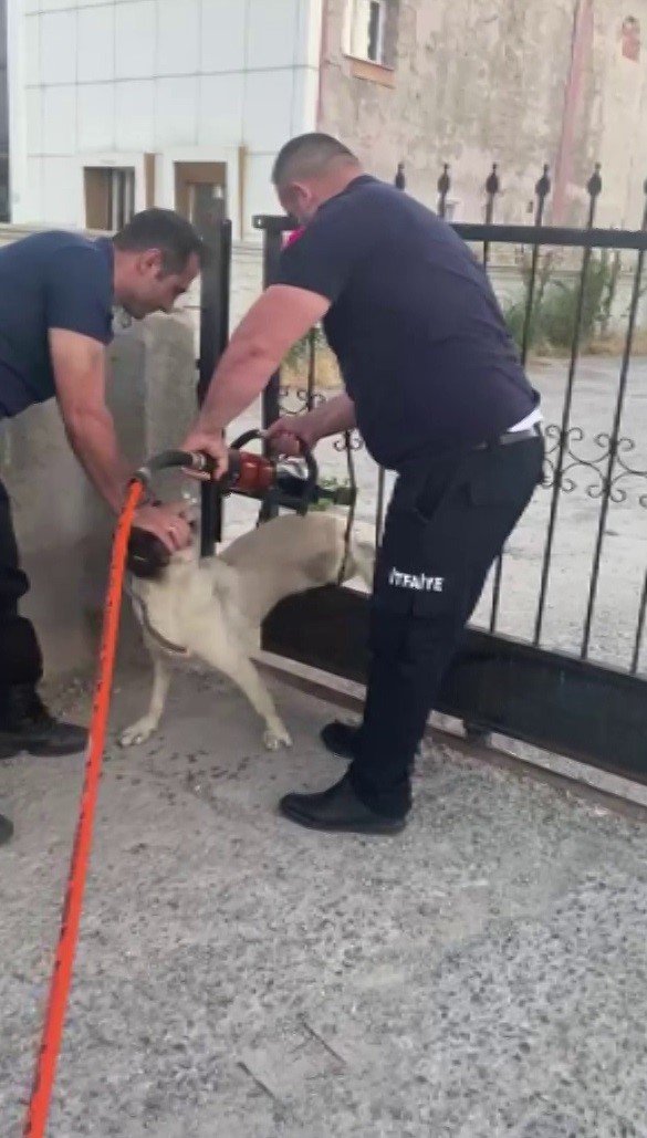 Sivas’ta demir kapının parmaklıklarına sıkışan köpek böyle kurtarıldı