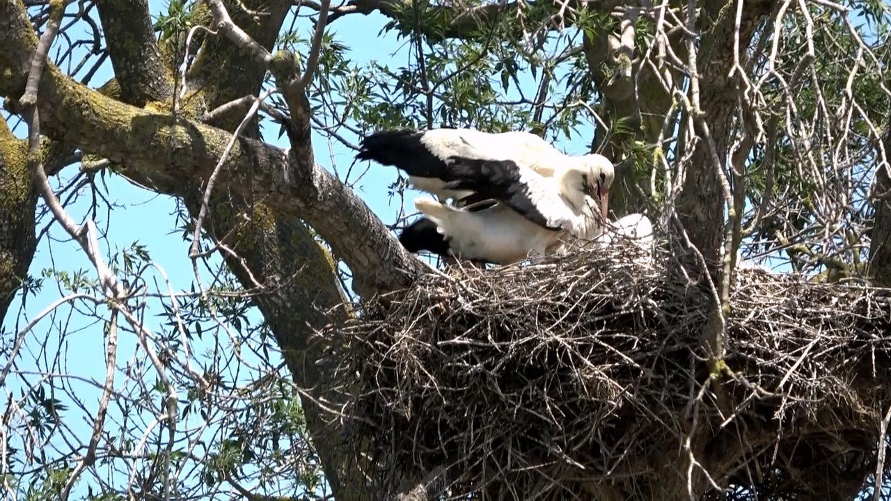 Leylek yavruları uçmaya hazır