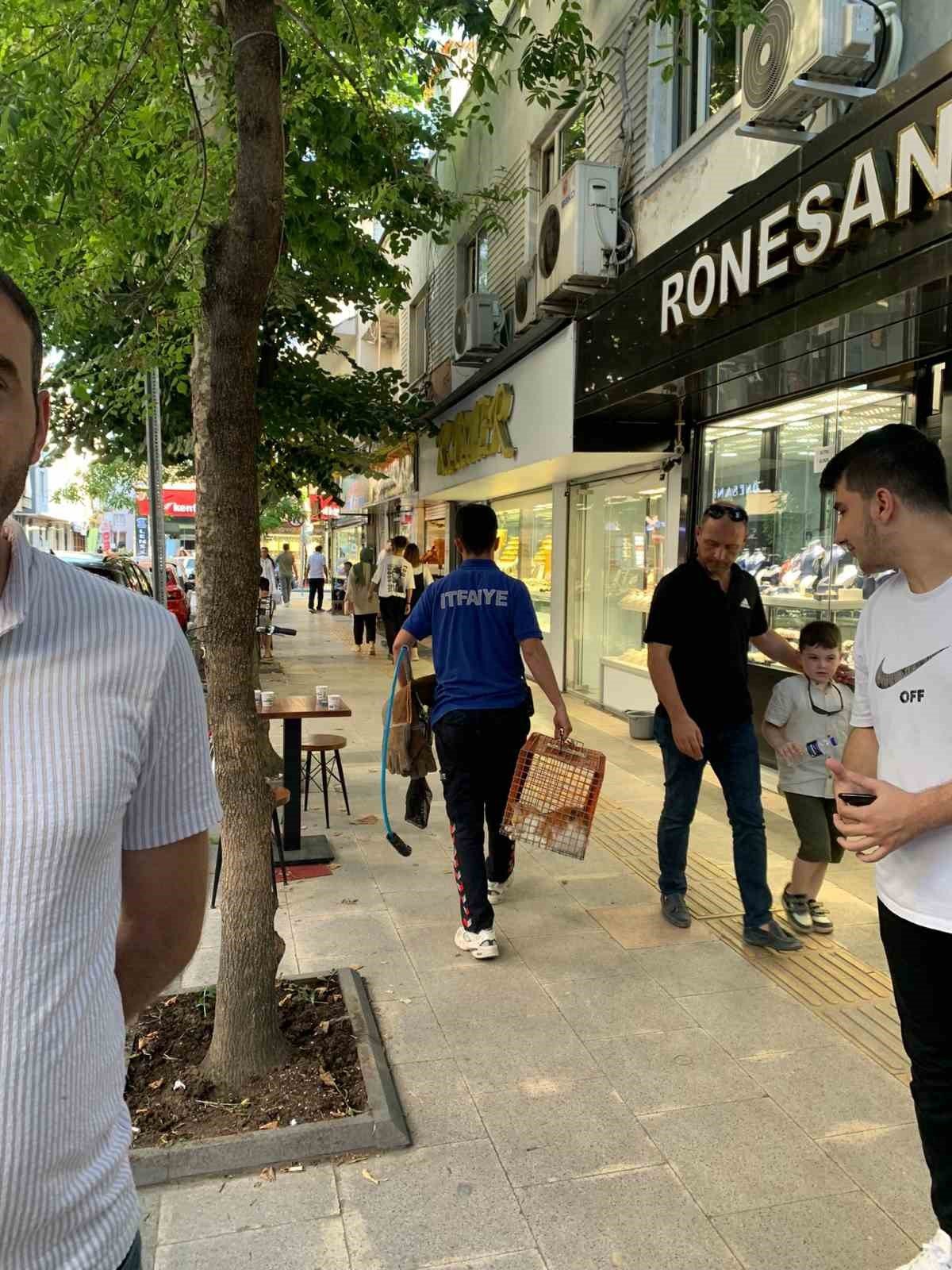 Yalova’da itfaiyeden kedi kurtarma operasyonu