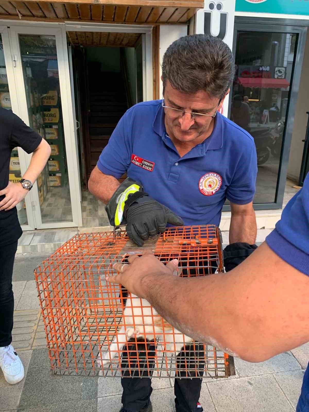 Yalova’da itfaiyeden kedi kurtarma operasyonu