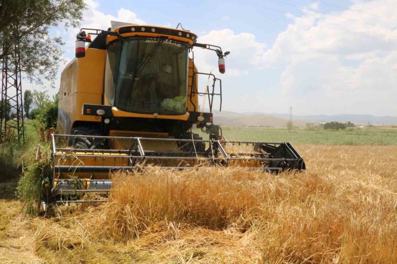 Hububat hasadı arpa hasadı ile başladı