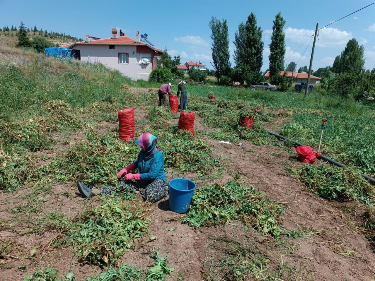 Alternatif ürün olarak ekimi gerçekleştirilen bezelyede hasat başladı