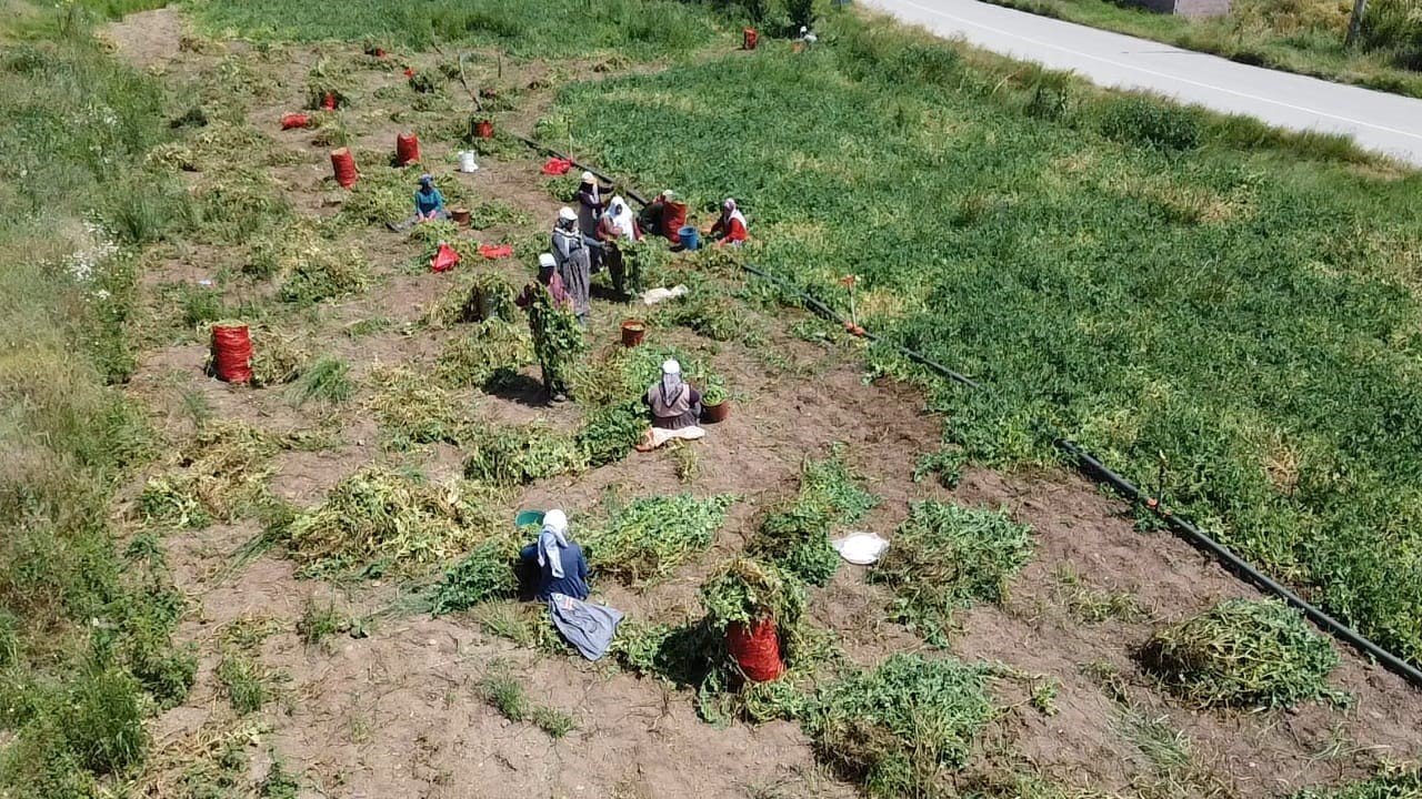 Alternatif ürün olarak ekimi gerçekleştirilen bezelyede hasat başladı