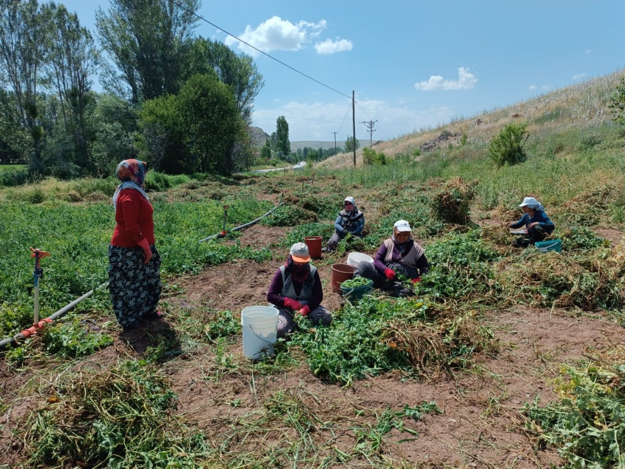 Alternatif ürün olarak ekimi gerçekleştirilen bezelyede hasat başladı