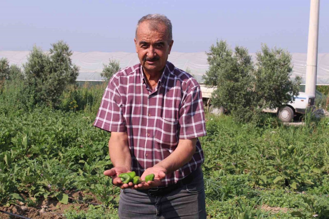 Urfa isotuna rakip çıktı: Aslanlar biberi
