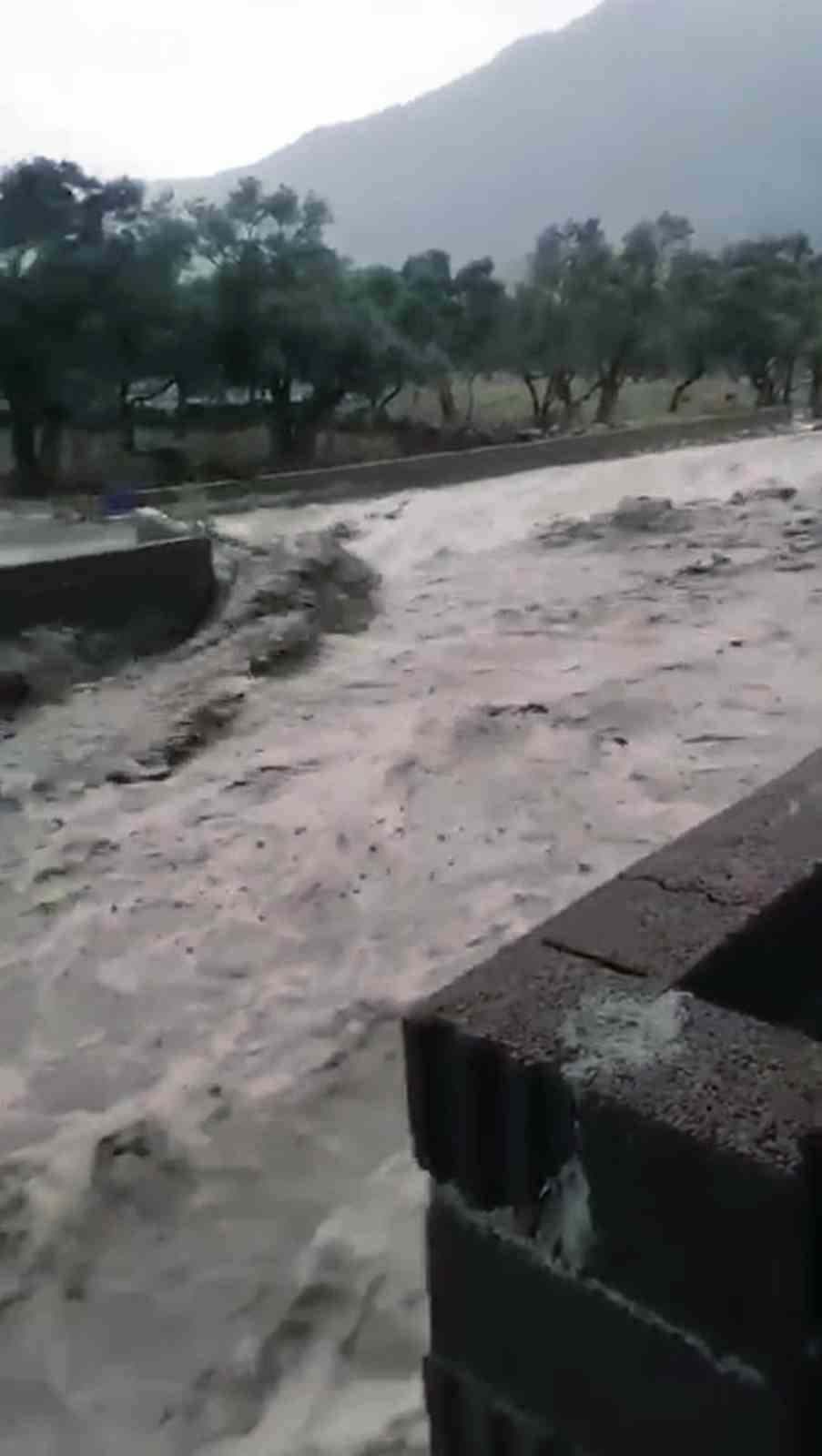 Çine’de sel: 4 büyükbaş hayvan kayboldu, traktör sel sularına kapıldı