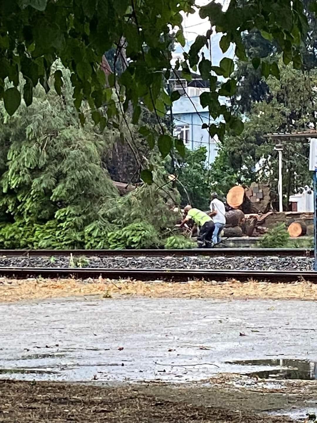 Demiryoluna ağaç devrildi seferler durdu