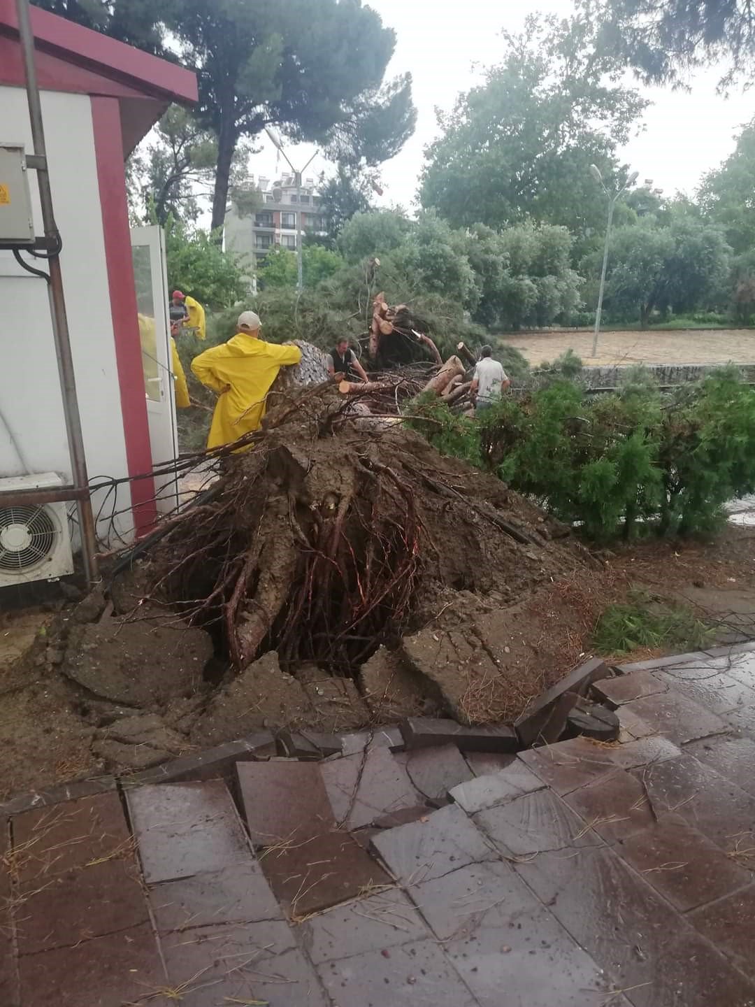 Demiryoluna ağaç devrildi seferler durdu