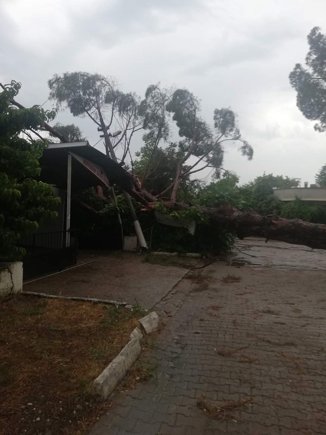 Demiryoluna ağaç devrildi seferler durdu