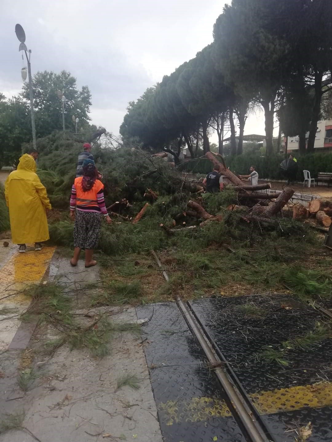 Demiryoluna ağaç devrildi seferler durdu