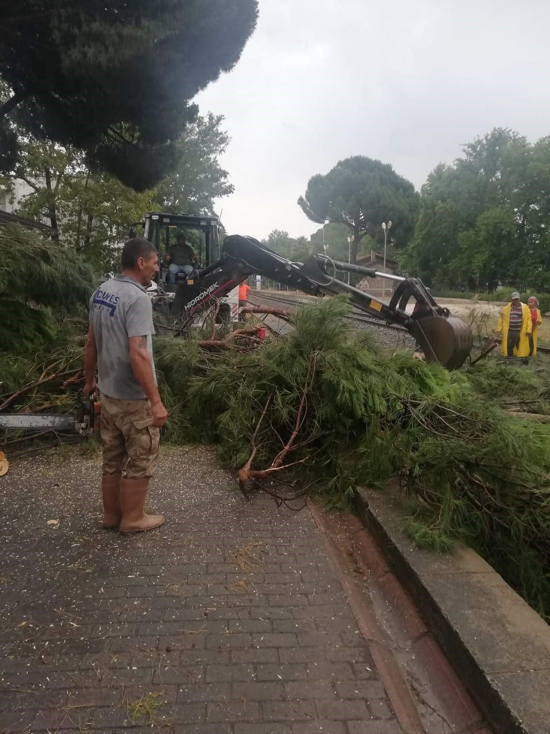 Demiryoluna ağaç devrildi seferler durdu