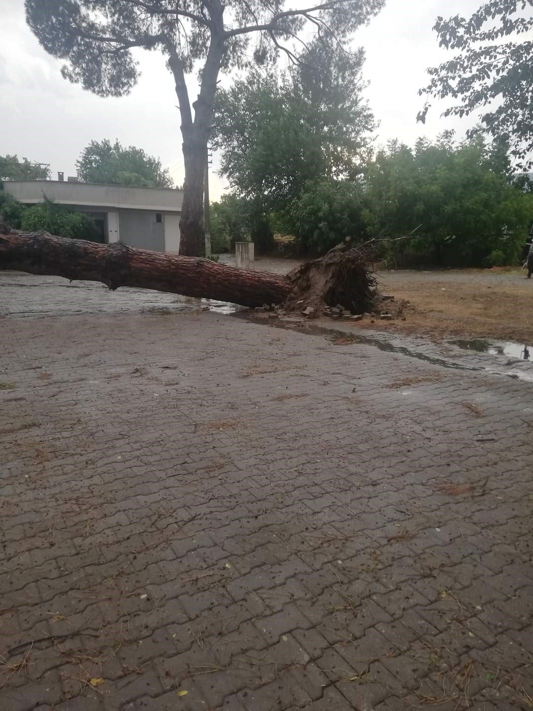 Demiryoluna ağaç devrildi seferler durdu