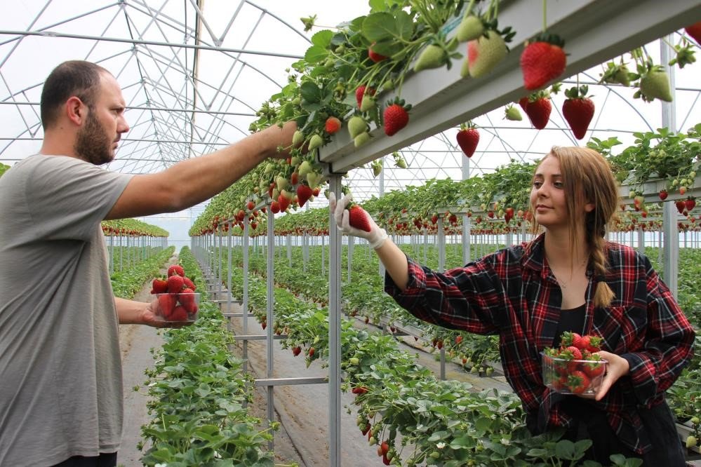 Aydın Ovası’nda çilek üretim alanları her geçen gün artıyor