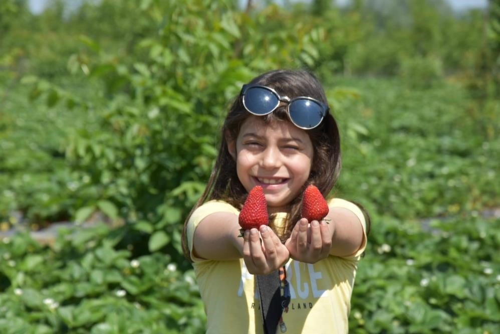 Aydın Ovası’nda çilek üretim alanları her geçen gün artıyor