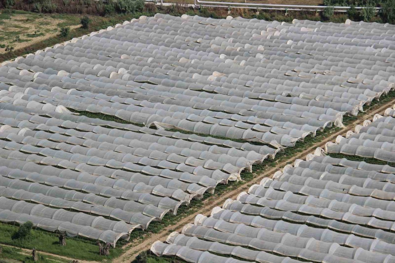 Aydın Ovası’nda çilek üretim alanları her geçen gün artıyor