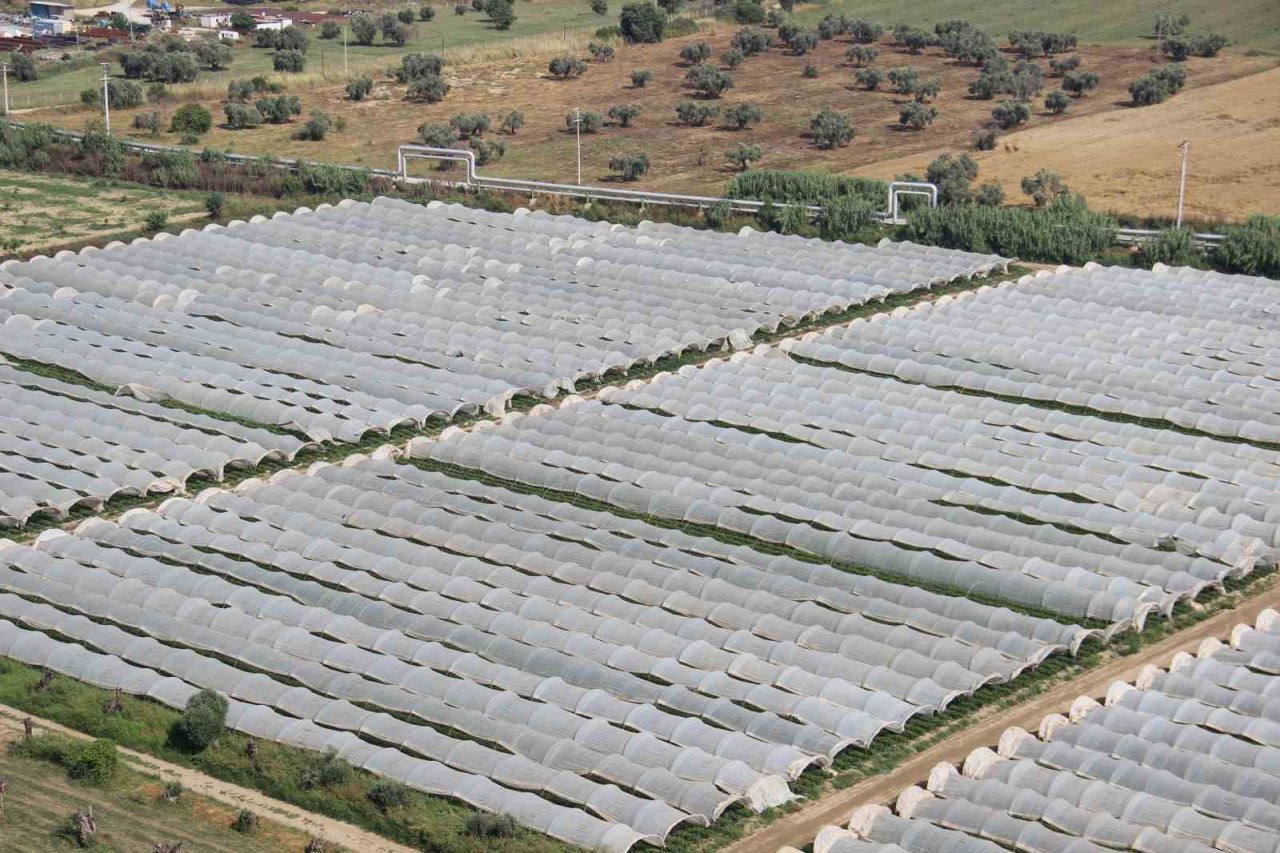 Aydın Ovası’nda çilek üretim alanları her geçen gün artıyor