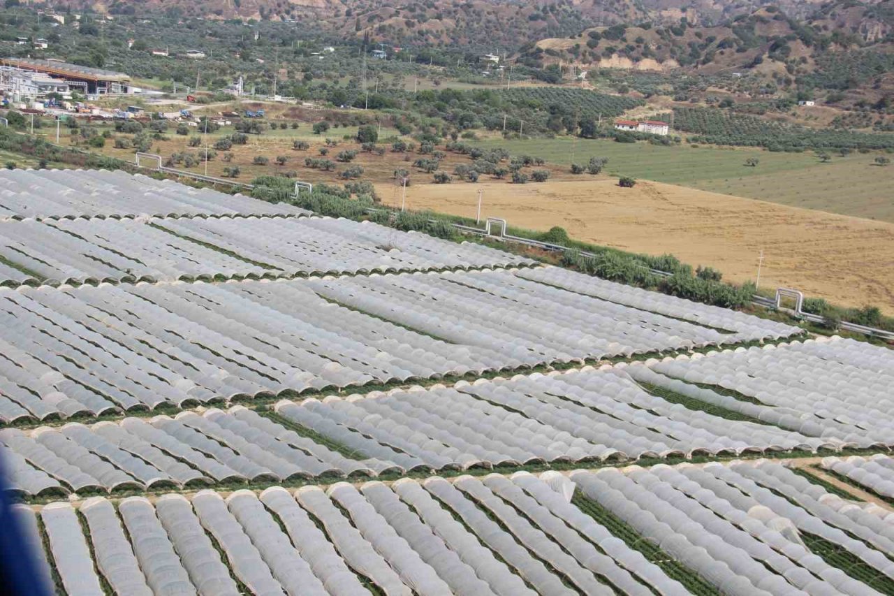 Aydın Ovası’nda çilek üretim alanları her geçen gün artıyor