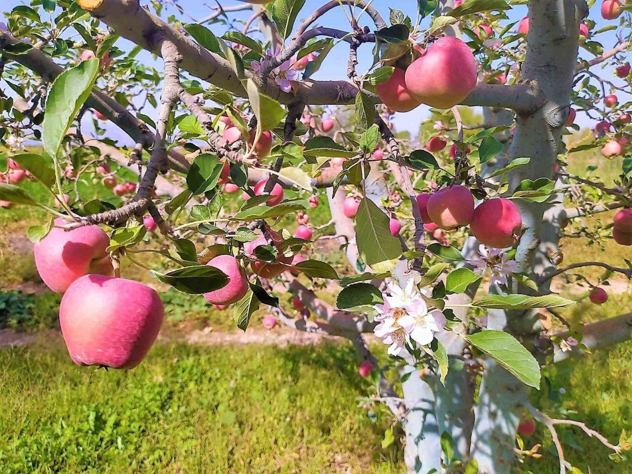 Kendi sektöründe fark oluşturan değer: Elma