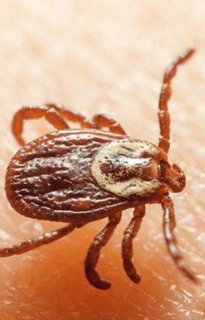 Erzurum’da kuzey ilçeleri kene açısından riskli