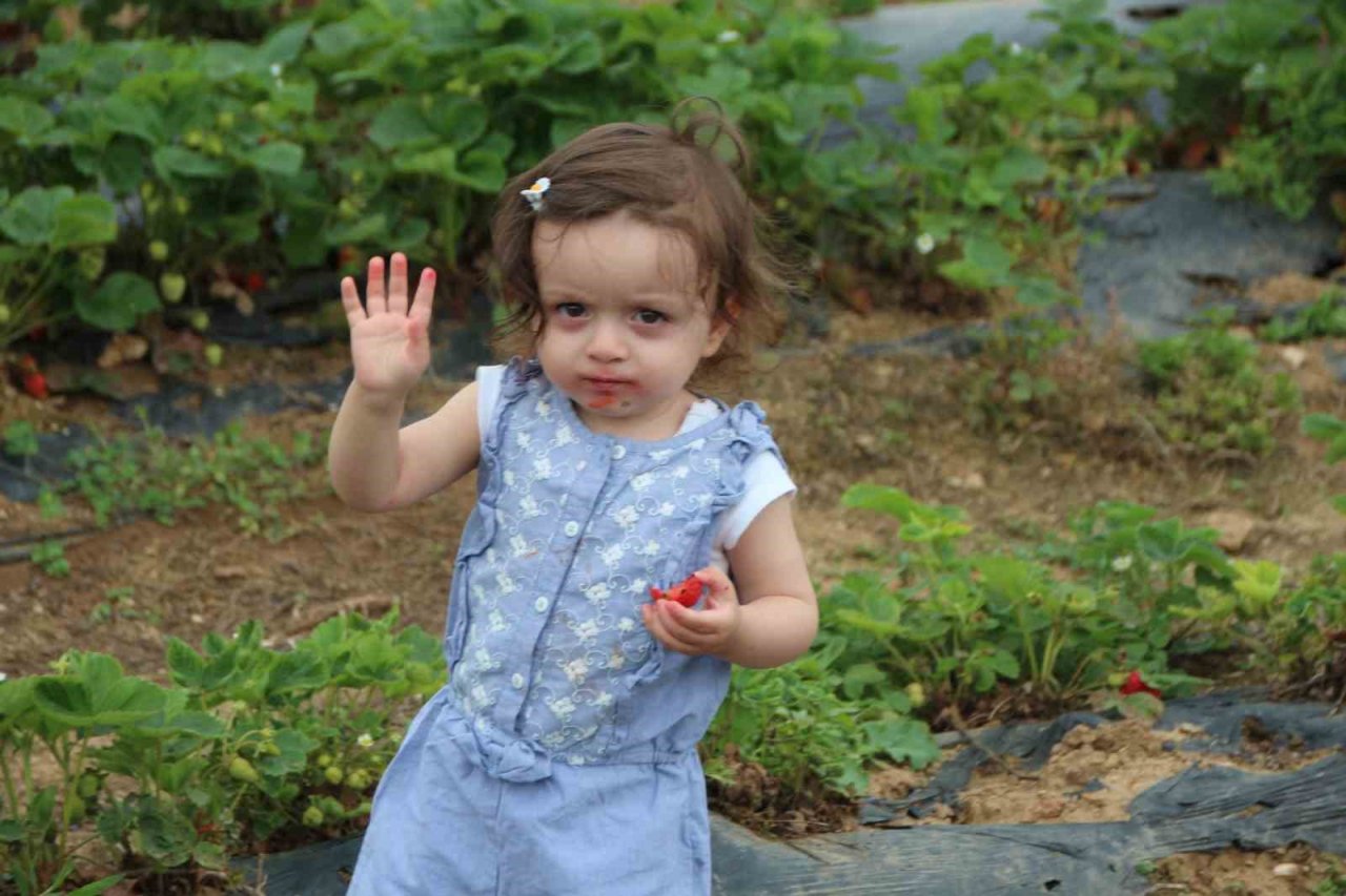 Hobi olarak başladığı çilek yetiştiriciliğinde hedefi yurtdışına ihracat