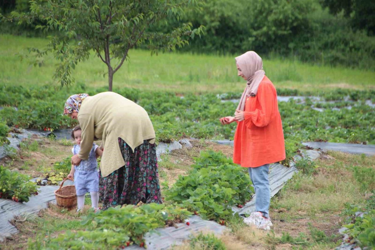 Hobi olarak başladığı çilek yetiştiriciliğinde hedefi yurtdışına ihracat