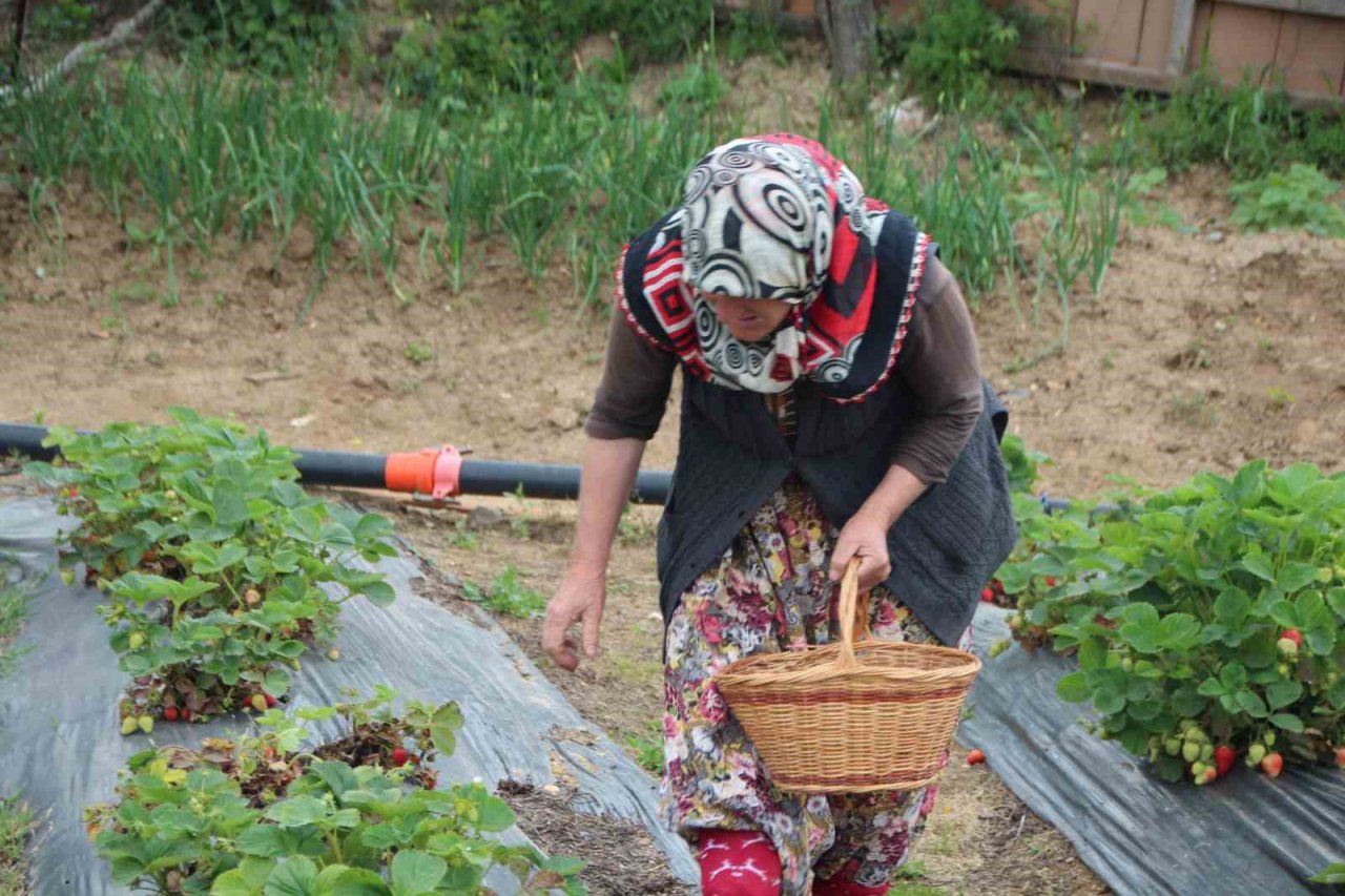 Hobi olarak başladığı çilek yetiştiriciliğinde hedefi yurtdışına ihracat