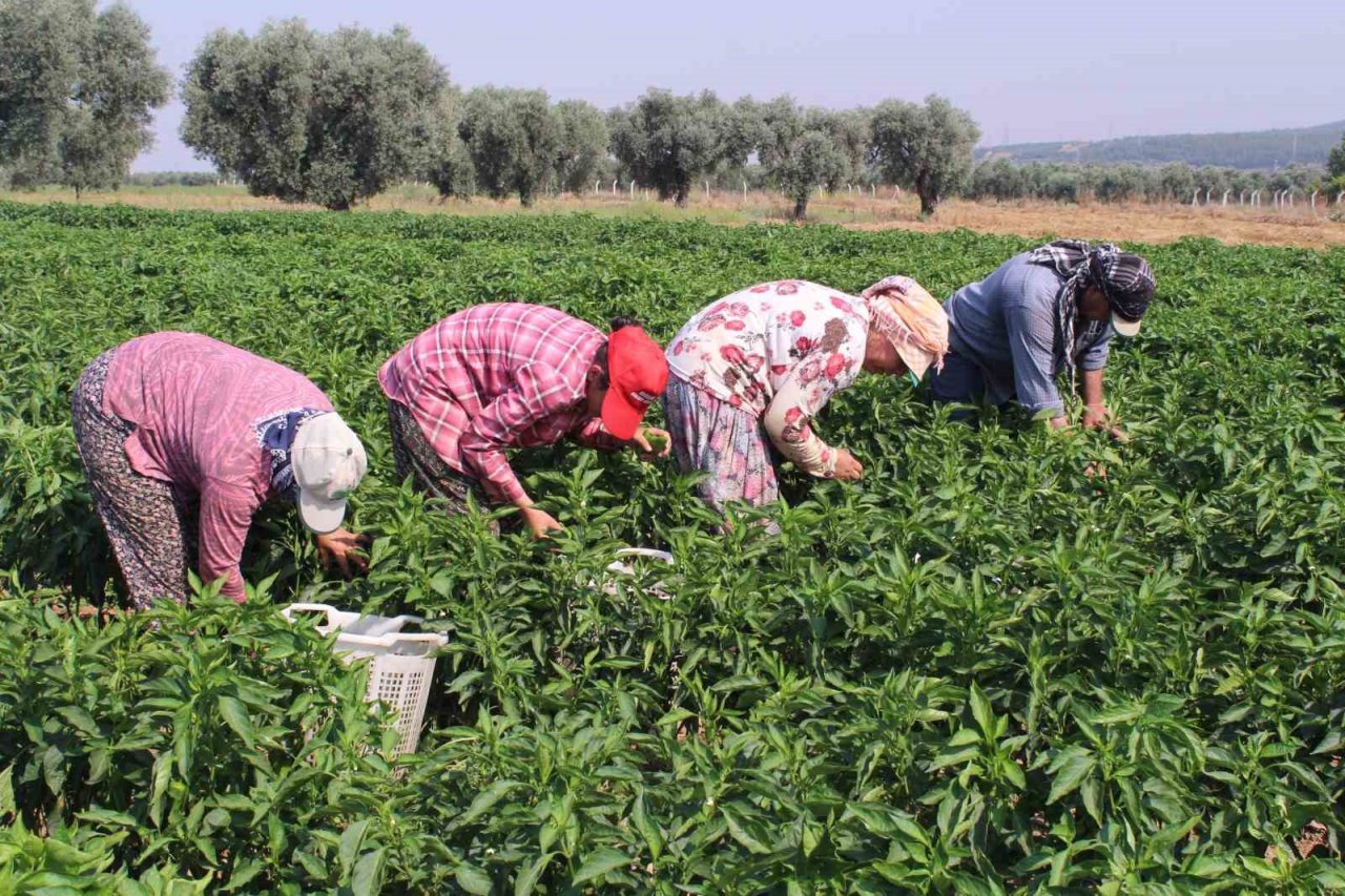 Urfa isotuna rakip çıktı: Aslanlar biberi