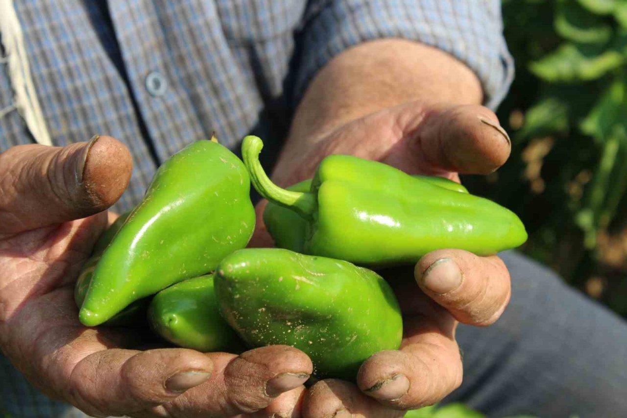 Urfa isotuna rakip çıktı: Aslanlar biberi