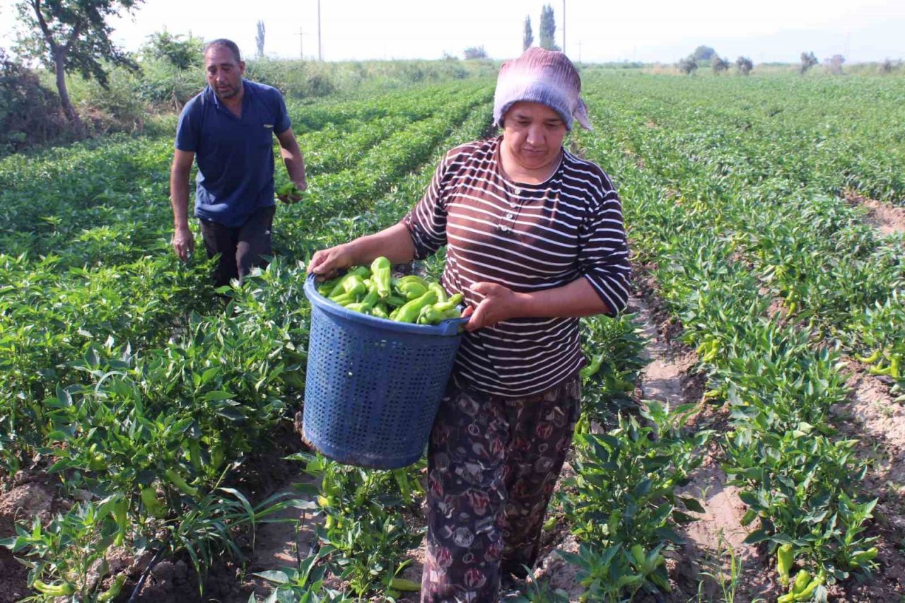 Urfa isotuna rakip çıktı: Aslanlar biberi