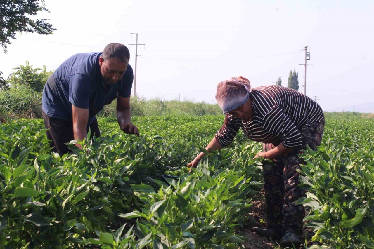 Urfa isotuna rakip çıktı: Aslanlar biberi