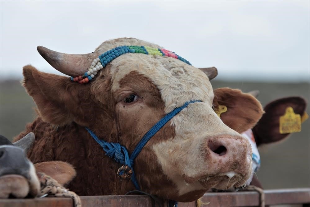 Kayserililerin kurban tercihi küçükbaş hayvan oldu