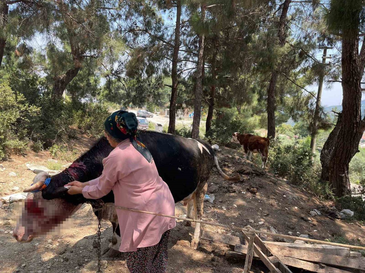 Çiftlik yangını ormana sıçramadan söndürüldü