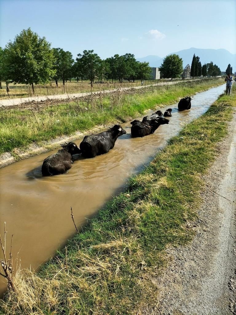 Sulama kanalına giren büyükbaş hayvanları itfaiye kurtardı